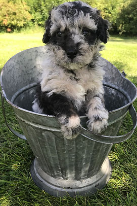 Blue Merle Bernedoodle