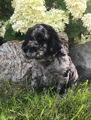 Blue Merle Goldendoodle