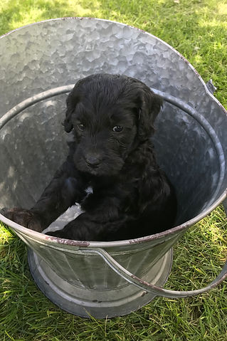 Bernedoodle