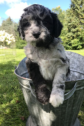 Blue Merle Bernedoodle