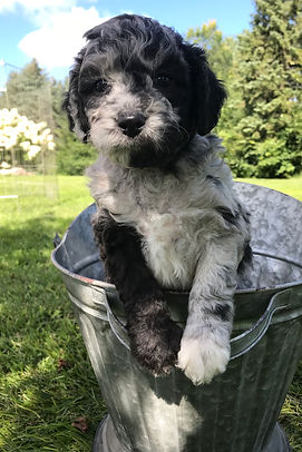 Blue Merle Bernedoodle