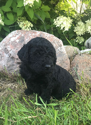 Goldendoodle