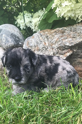 Blue Merle Bernedoodle