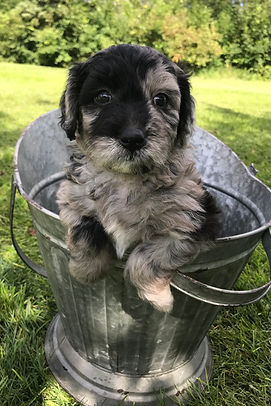 Blue Merle Bernedoodle