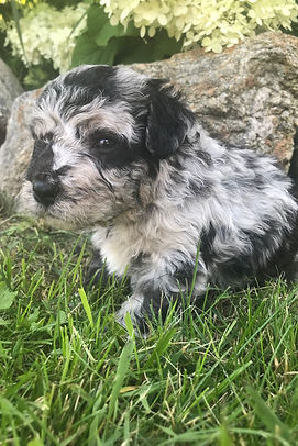 Blue Merle Bernedoodle