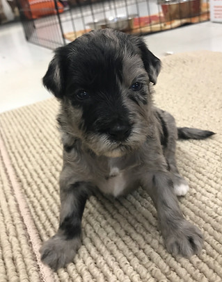Blue Merle Bernedoodle