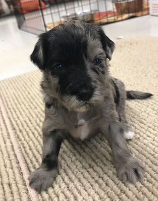 Blue Merle Bernedoodle
