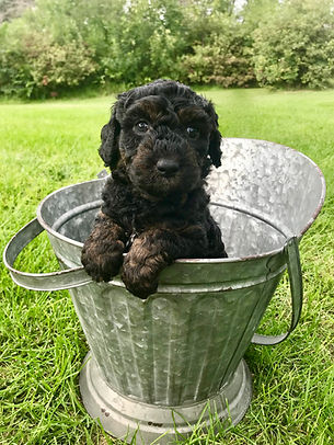 Phantom Goldendoodle
