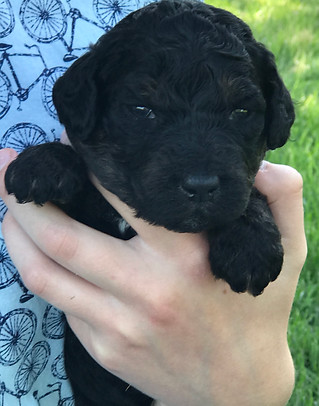 Phantom Goldendoodle