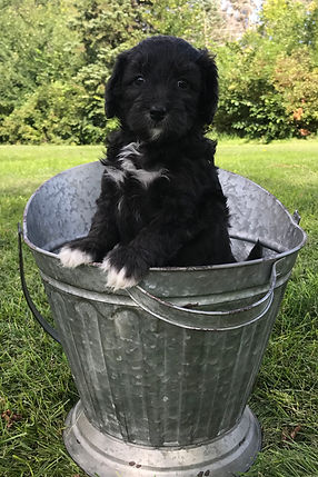 Bernedoodle