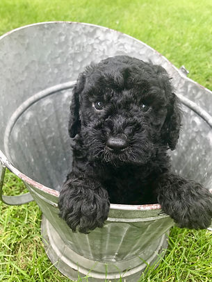 Goldendoodle