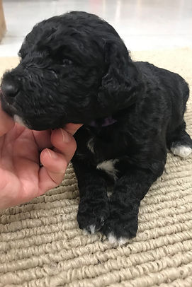 Bernedoodle