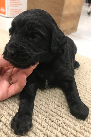 Bernedoodle