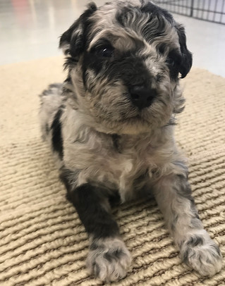Blue Mere Bernedoodle