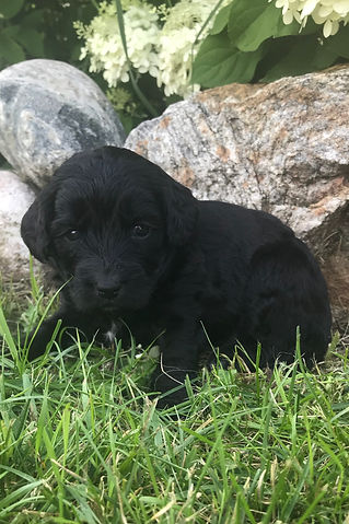 Bernedoodle