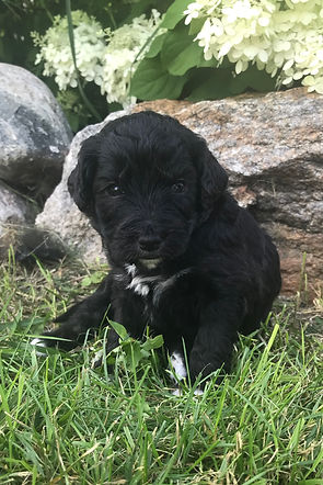 Bernedoodle