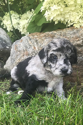 Blue Merle Bernedoodle