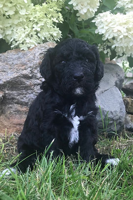 Bernedoodle