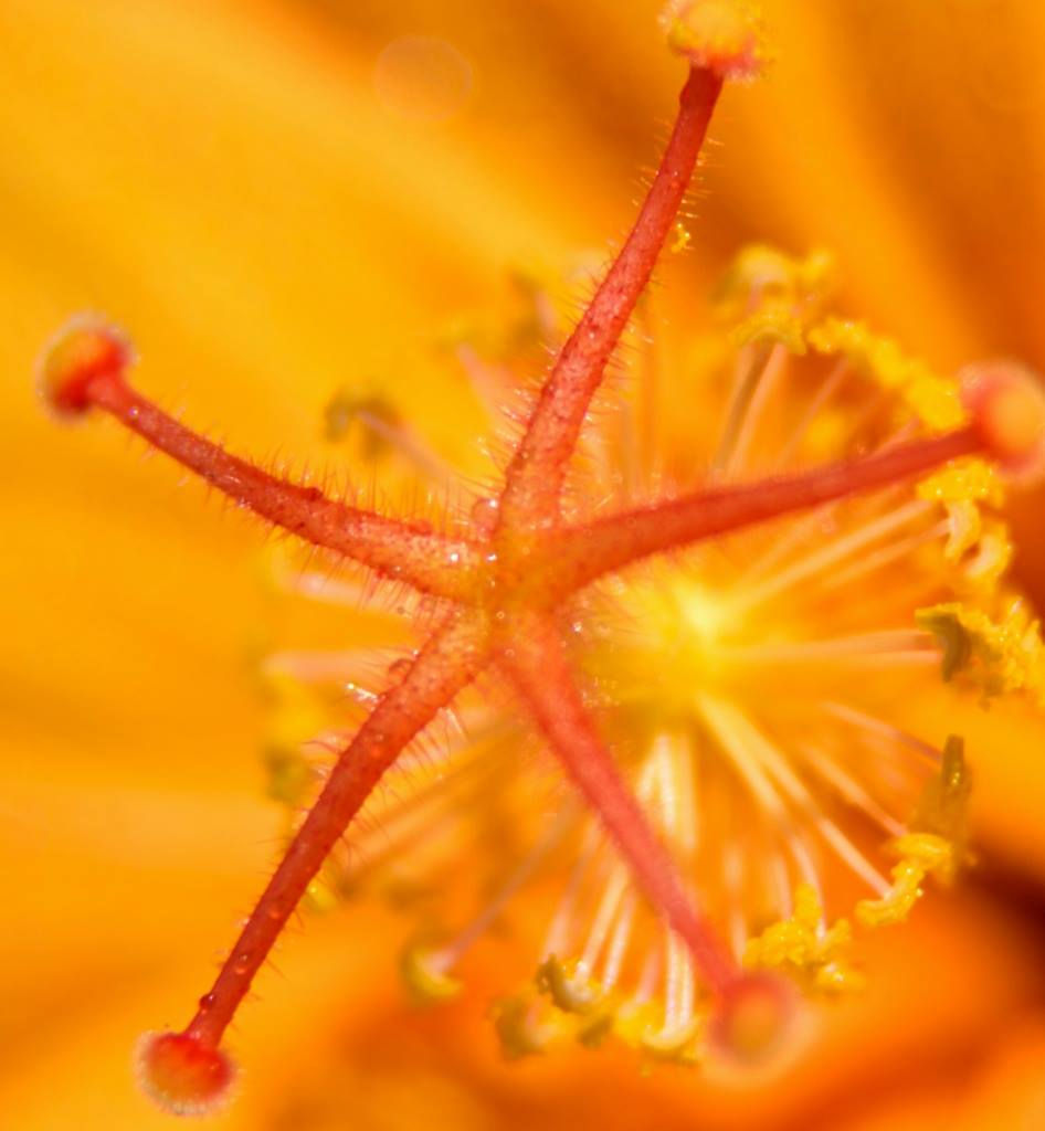 Star close up flower