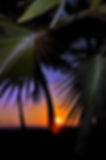Sunset and palms