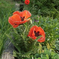 "Put Your Junk in the Trunk!"