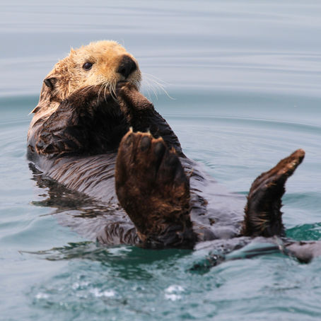 Day 57: Sawmill Bay to Shag Cove