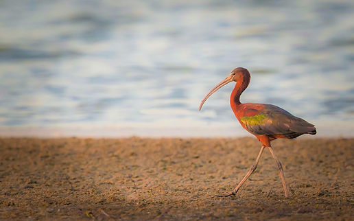 Scarlet ibis walking near water