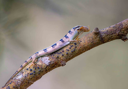 Sri Lankan skink on branch eating insect