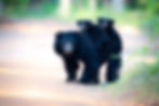 Sloth bear with two cubs on its back
