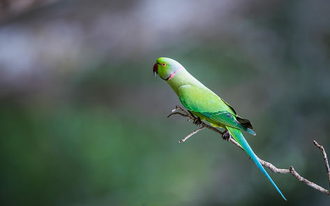 Vibrant green parrot perched on branch