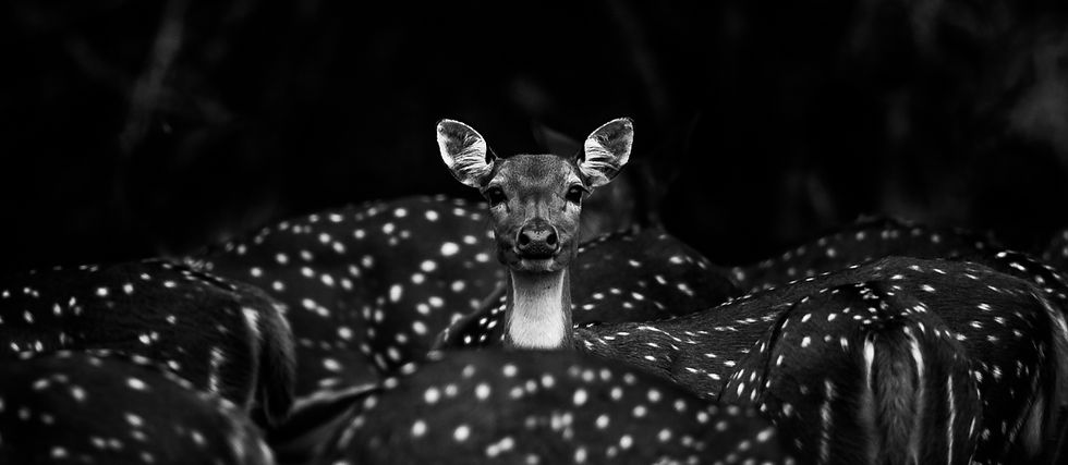 Spotted deer herd, black and white photo