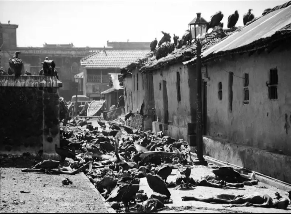 Aftermath of Partition riots, dead bodies in the streets and vultures on top of houses.