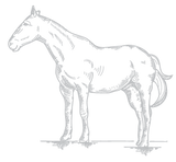 horse-grey.png