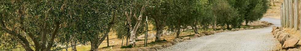 olive-road-pano1.jpg