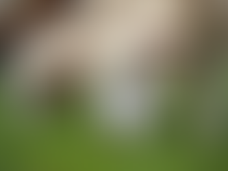 Own the Sale: Legally Secure Babydoll Lamb Transactions Every Time