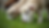 Sheep grazing on vibrant green grass. Soft, curly wool and focused eyes in a peaceful rural setting. Close-up shot, serene mood.
