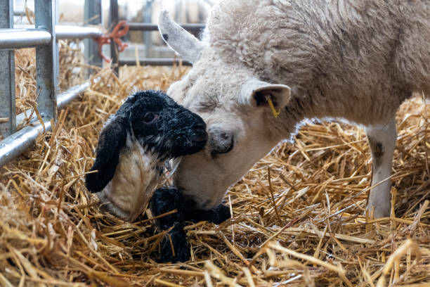 Sheep nuzzles newborn lamb on straw bedding in a pen. The lamb has a black head and white body. The scene conveys warmth and care.