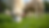 Sheep grazing on green grass, one sheep facing the camera. Sunny outdoor setting with blurred background of trees and grass.