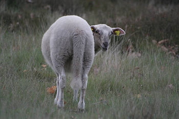 A sheep stands on grassy terrain, facing away with its head turned toward the camera. The field is dotted with brown leaves.