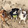 dogfamily.JPG