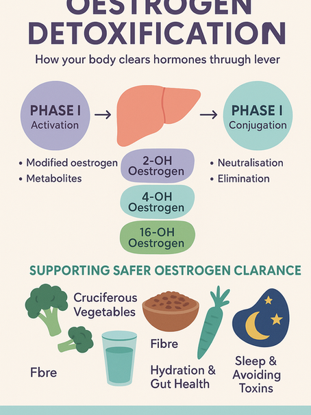 Understanding Oestrogen Metabolism: Why It Matters in breast and prostate Cancer