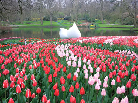 Keukenhof - Europe's Ultimate Springtime Destination