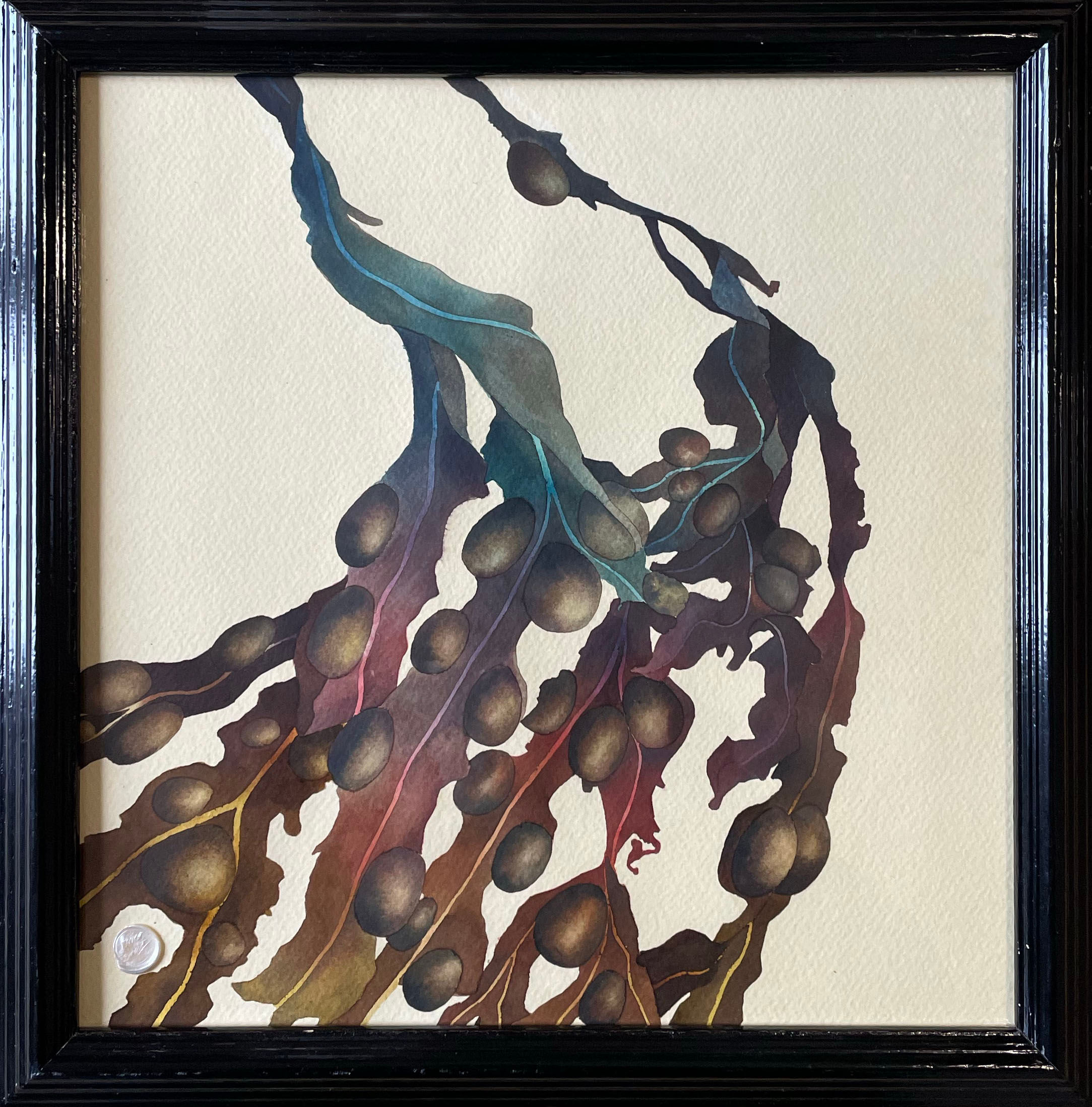 Isle of Mull Bladderwrack