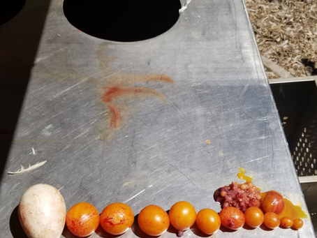 Turkey Egg Development.