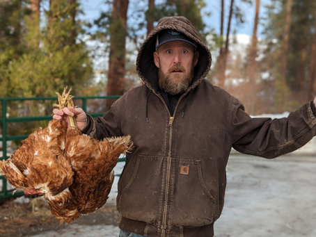 This is NOT Good.. Racoons...