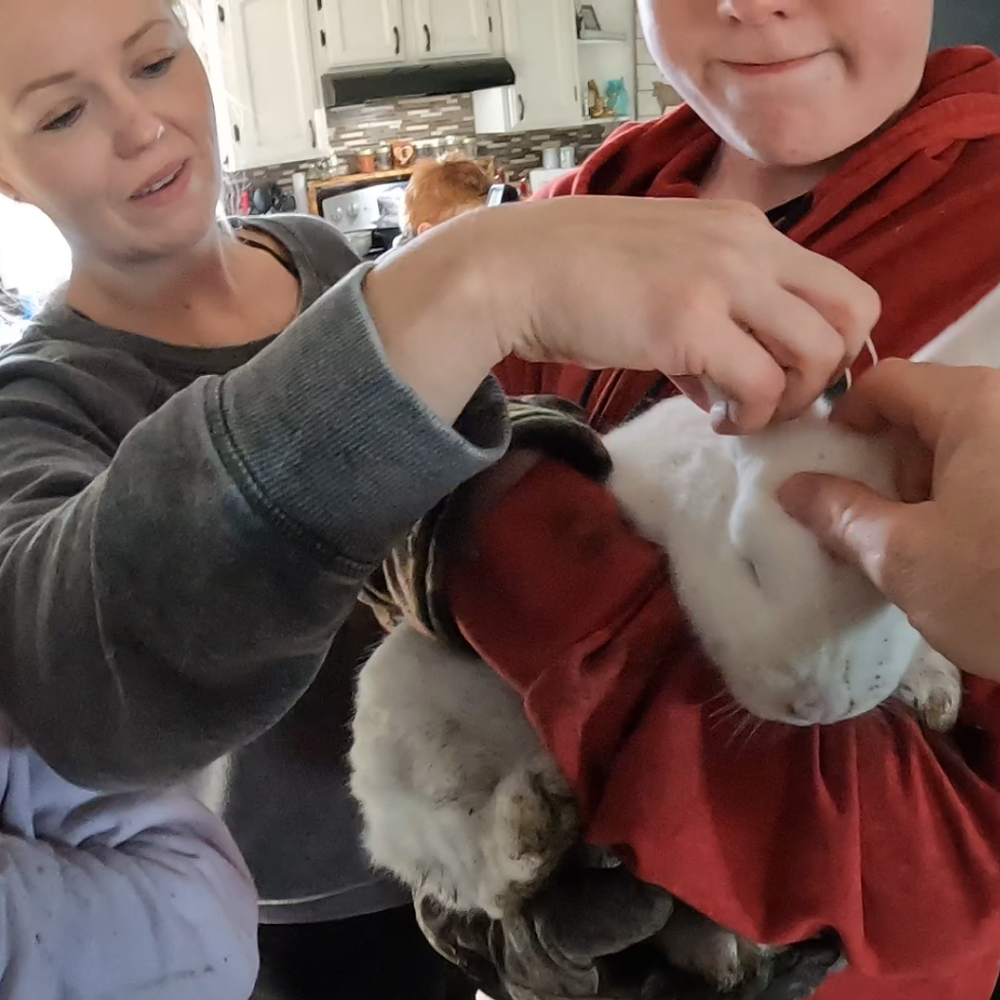 One of Our Rabbits Escaped! Also, Did The Pine Shavings Work Better