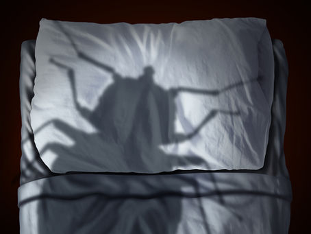 Bed Bugs - The Guests No One Wants