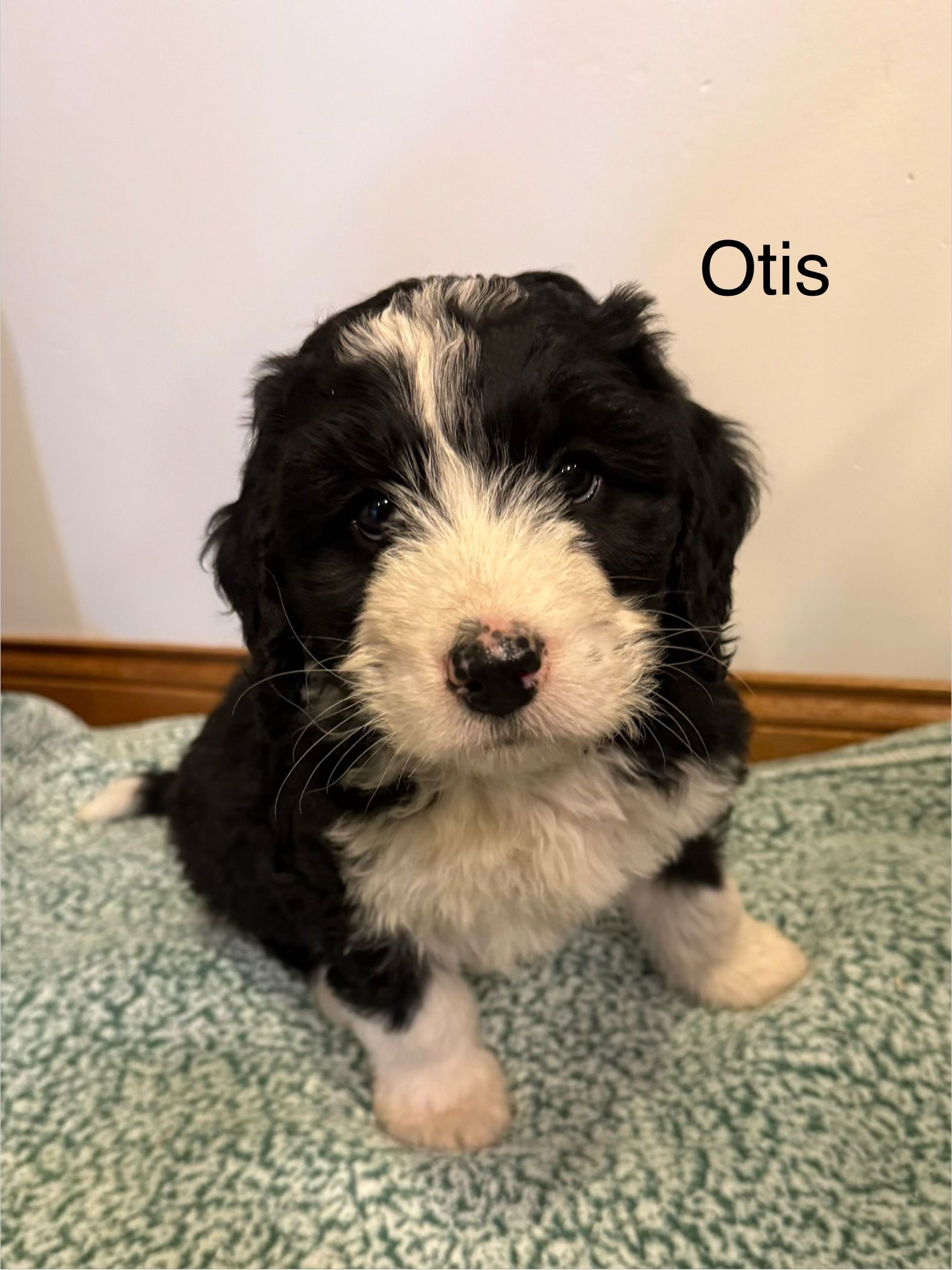 Otis