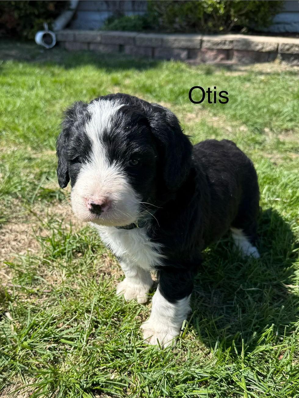 Thumbnail: Otis