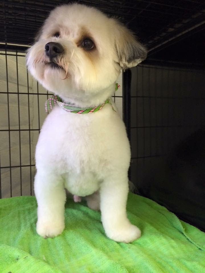 Contact Uptown Doggie Doos